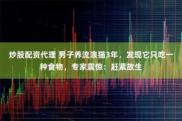 炒股配资代理 男子养流浪猫3年，发现它只吃一种食物，专家震惊：赶紧放生